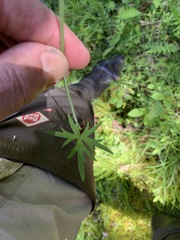 Ranunculus hispidus caricetorum