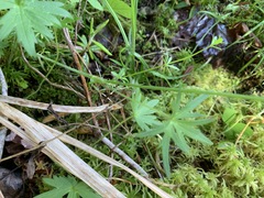 Ranunculus hispidus caricetorum