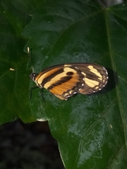 Eresia eunice mechanitis