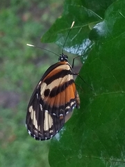 Eresia eunice mechanitis