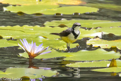 Motacilla flaviventris