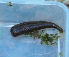 Hirudo verbana