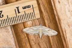 Parapoynx fluctuosalis