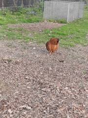 Gallus gallus domesticus