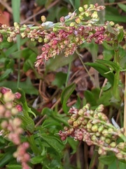 Rumex acetosella