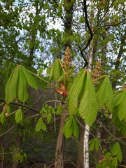 Aesculus hippocastanum