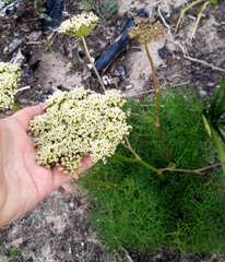 Nanobubon capillaceum
