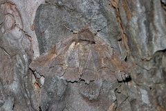Zale submediana