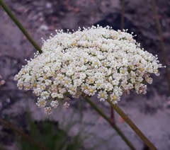 Nanobubon capillaceum