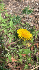 Taraxacum officinale