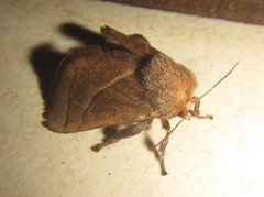 Neomocena convergens