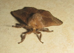 Neomocena convergens