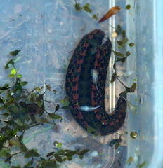 Hirudo verbana