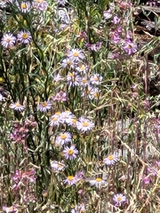 Symphyotrichum chilense