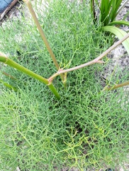 Nanobubon capillaceum