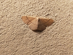 Cyclophora punctaria