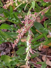 Rumex acetosella