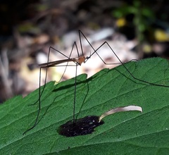 Dicranoptycha stuckenbergi