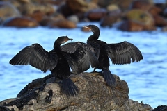 Crowned Cormorant photo 3