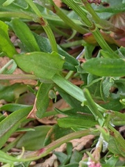 Rumex acetosella