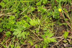 Ranunculus hispidus caricetorum