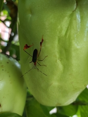 Anisoscelis foliaceus