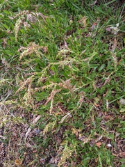 Rumex acetosella