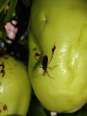 Anisoscelis foliaceus