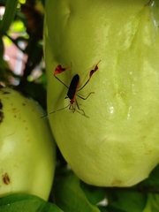 Anisoscelis foliaceus