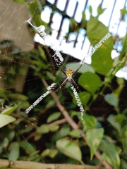 Argiope argentata