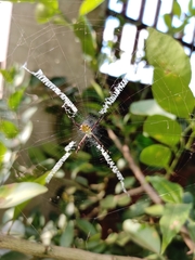 Argiope argentata