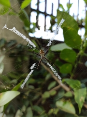 Argiope argentata