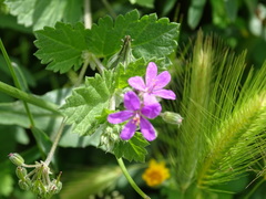 Erodium malacoides