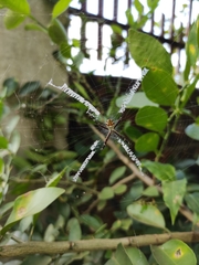 Argiope argentata