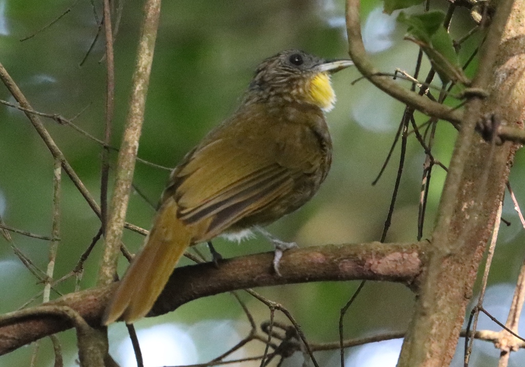 Western Bearded Greenbul