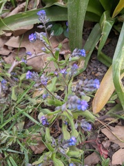 Myosotis ramosissima