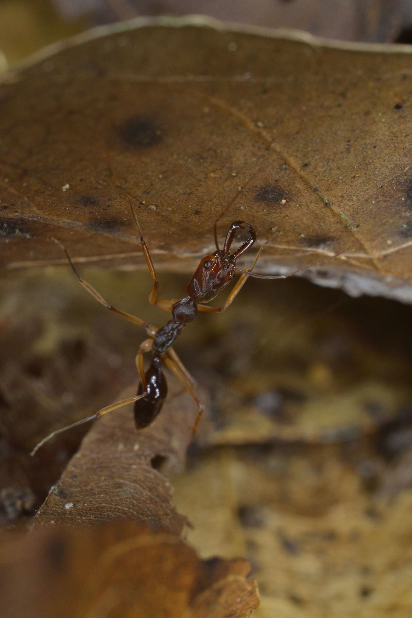 Odontomachus infandus