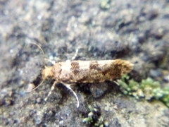 Parochmastis hilderi