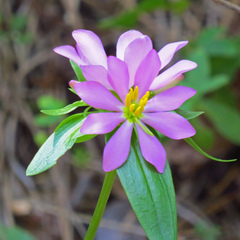Sabatia capitata