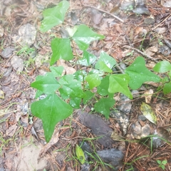 Erythrina herbacea
