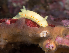 Diversidoris sulphurea