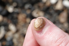 Sphaerium striatinum