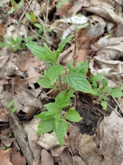 Parietaria officinalis