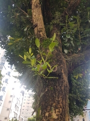 Calophyllum brasiliense