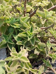 Magnoliopsida