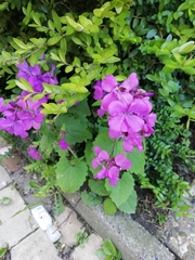 Lunaria