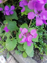 Lunaria