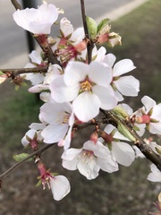Prunus