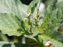 Solanum corymbosum