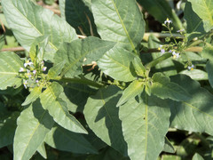 Solanum corymbosum